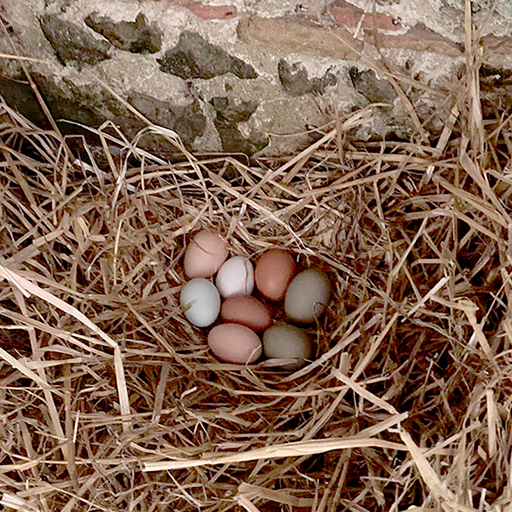 Des oeufs dans la paille du poulailler